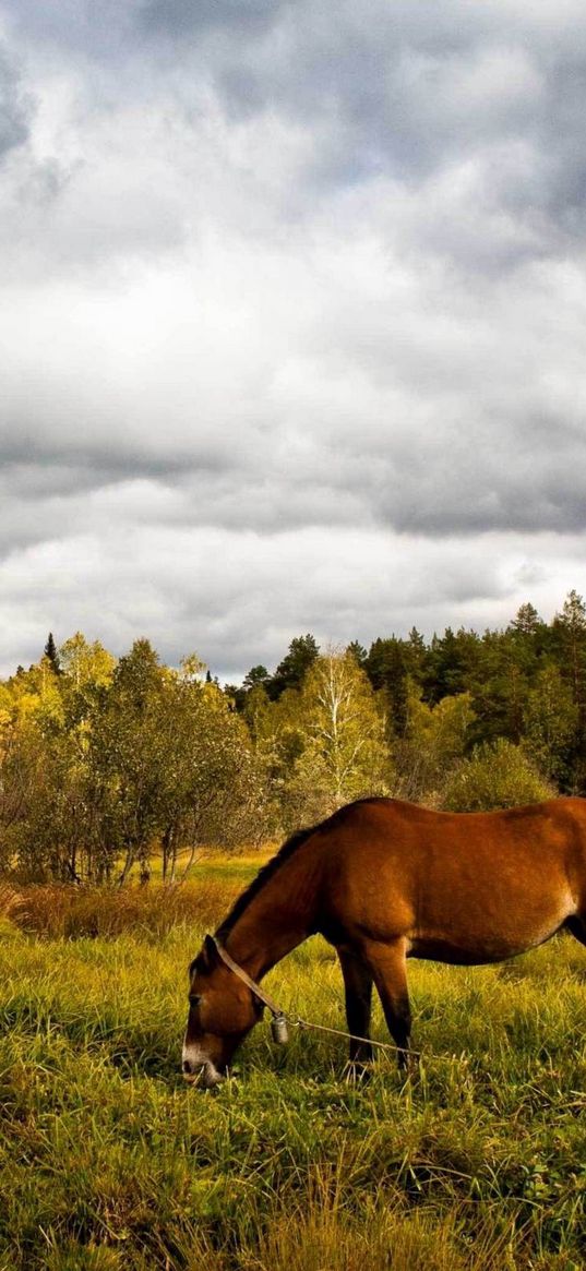 horse, grass, field, trees, walk