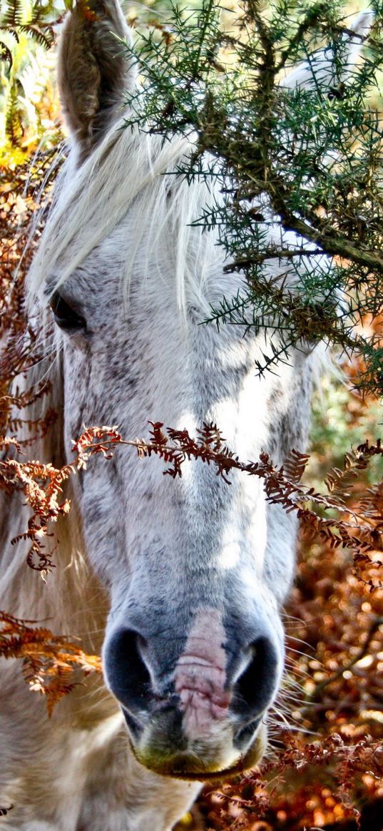 horses, trees, look out, head