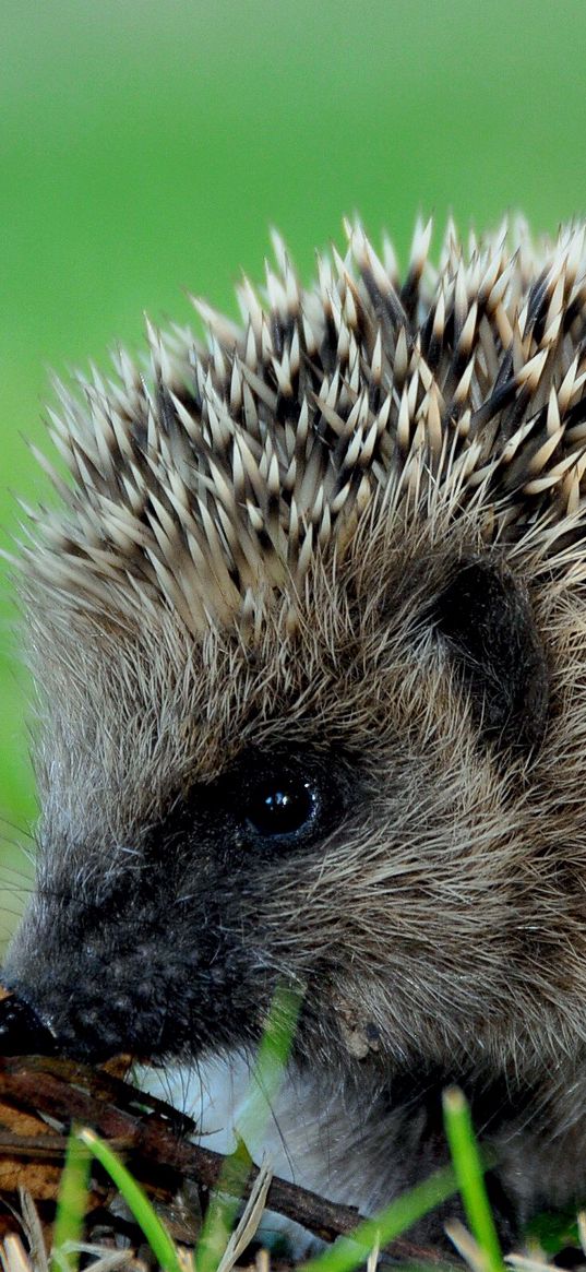 hedgehog, prickles, leaves, autumn