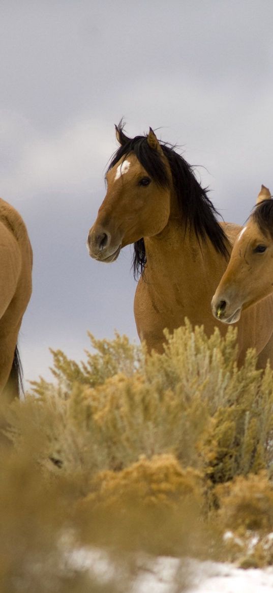 horse, ride, herd, grass