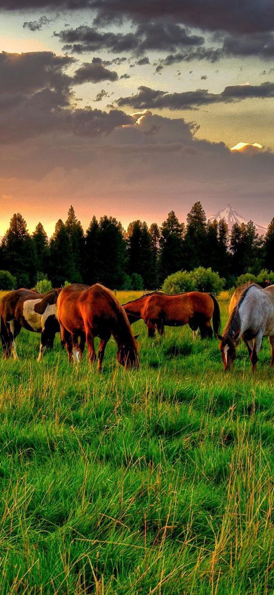 horses, golf, food, sunset