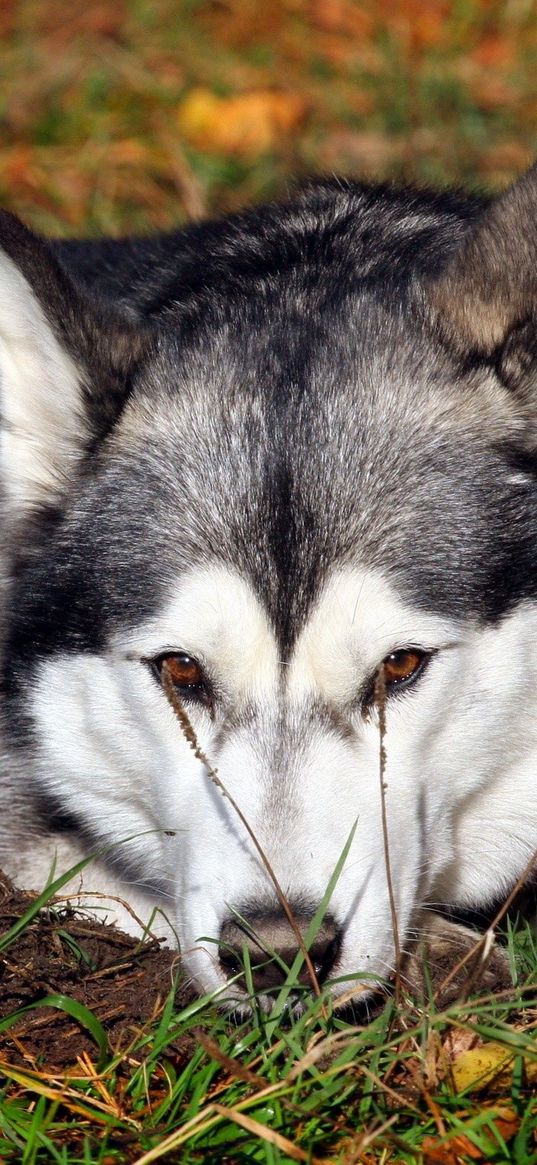 dog, husky, grass, lie down, waiting, sadness