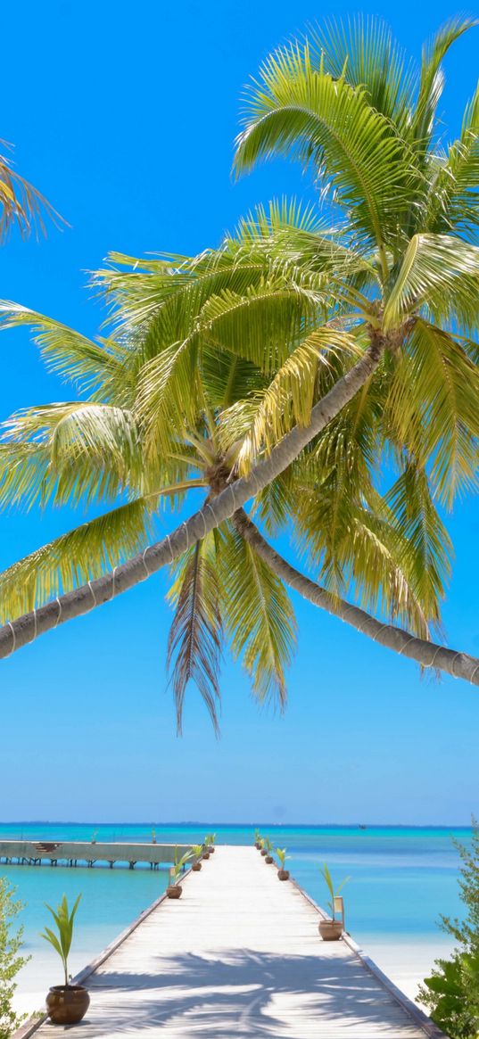 maldives, ocean, palm trees, summer, sun, heat