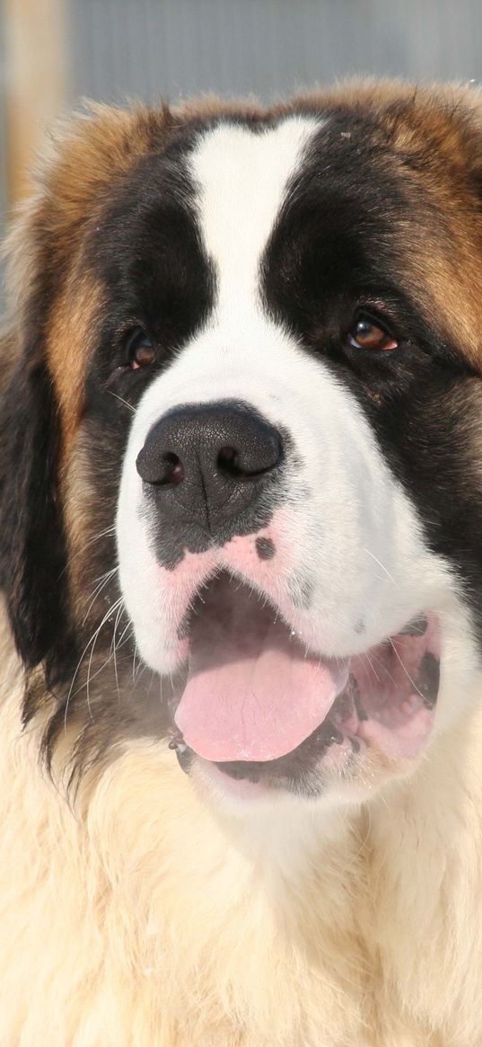 st bernard, face, tired, snow