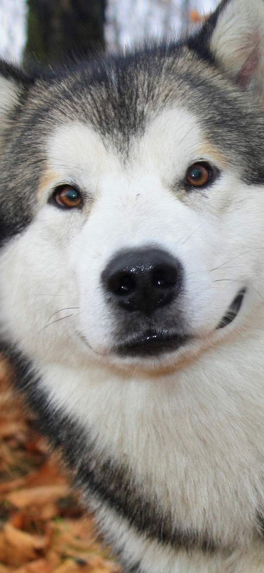 dog, husky, fluffy, autumn