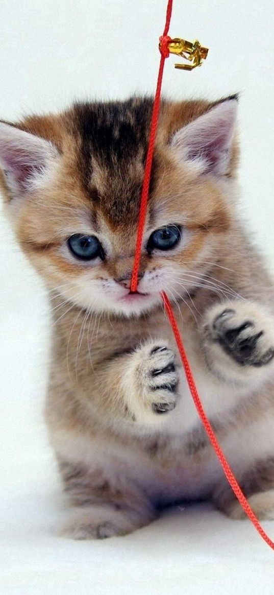 kitten, thread, playful