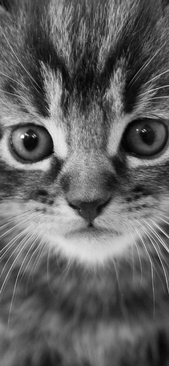 kitten, muzzle, black white, fright