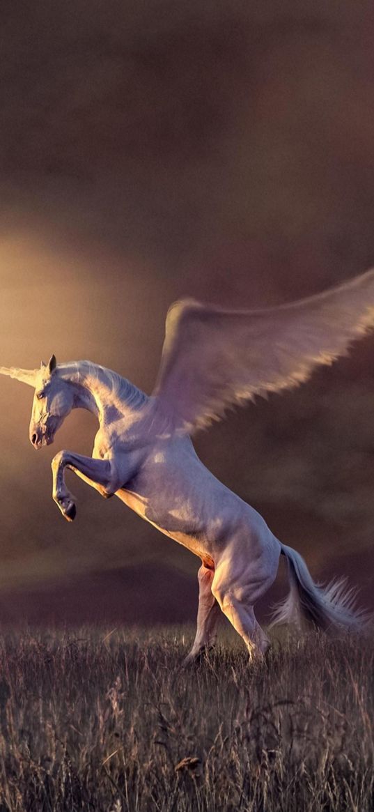 unicorn, horse, wings, horns, white horse