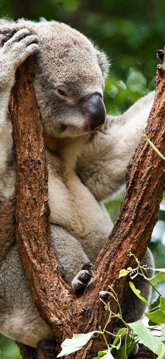 koala, trees, rest, sleep