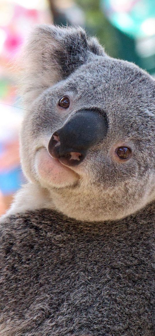 koala, animal, face, nose