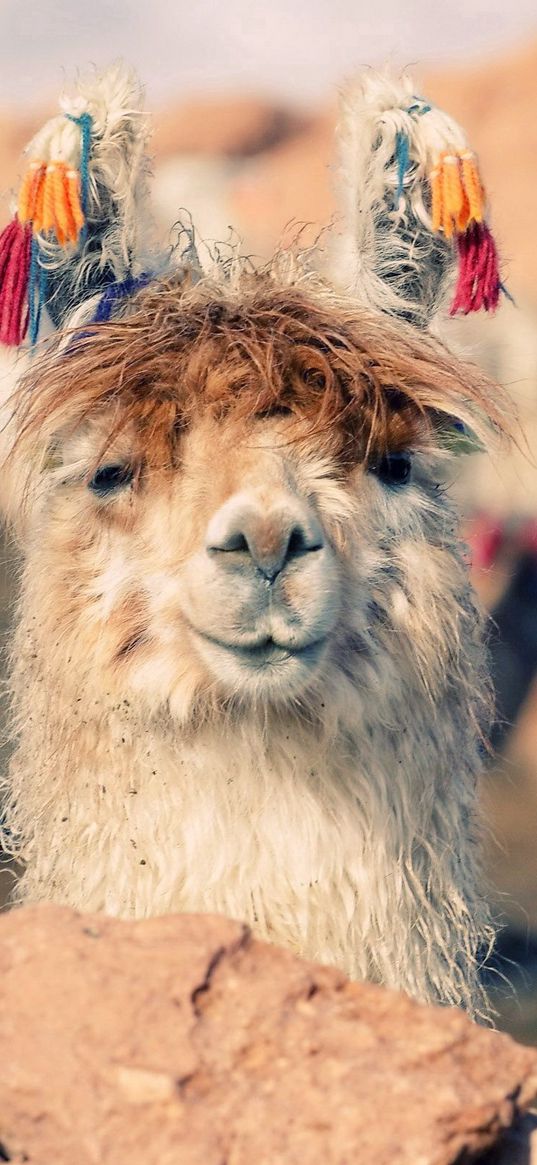 lama, face, stones, nose