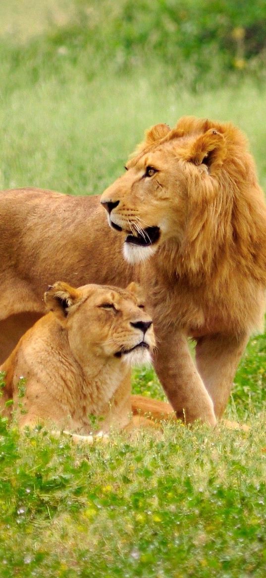 lion, lioness, field, grass, family, care