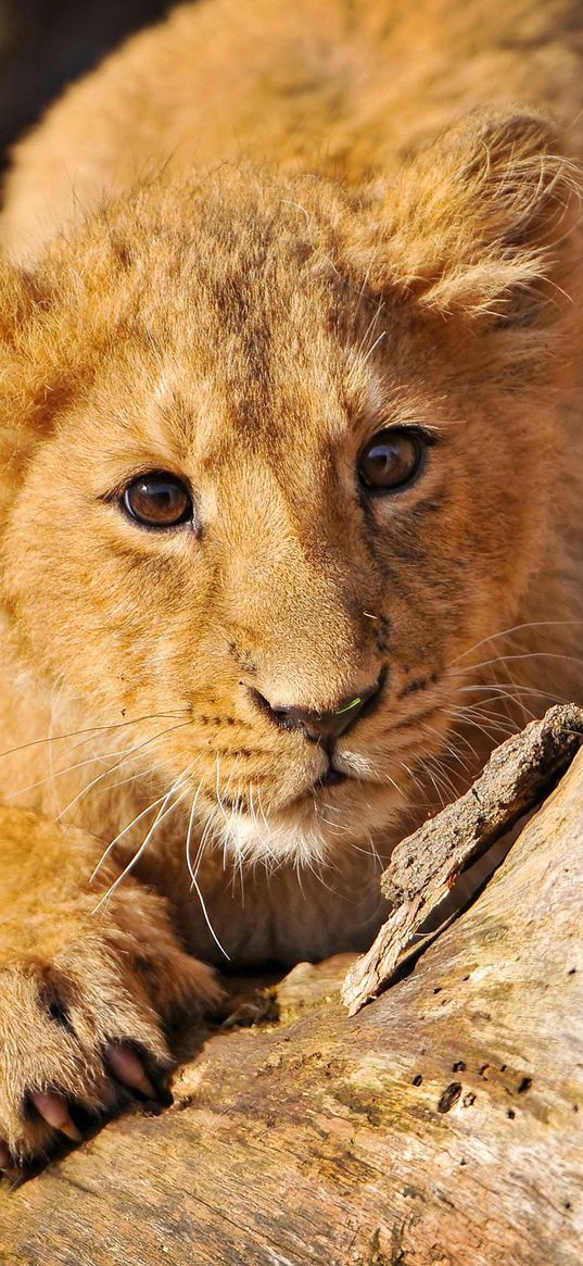 lion cub, crawl, hide