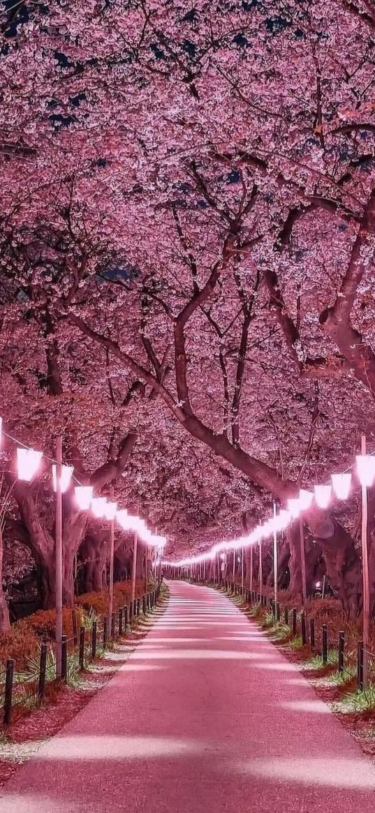 lanterns, trees, park, alley, pink