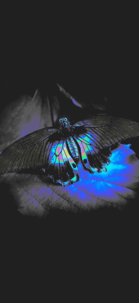 butterfly, moth, light, neon, gray background