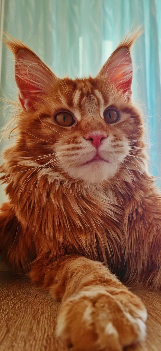 cat, maine coon, red, animals, pet