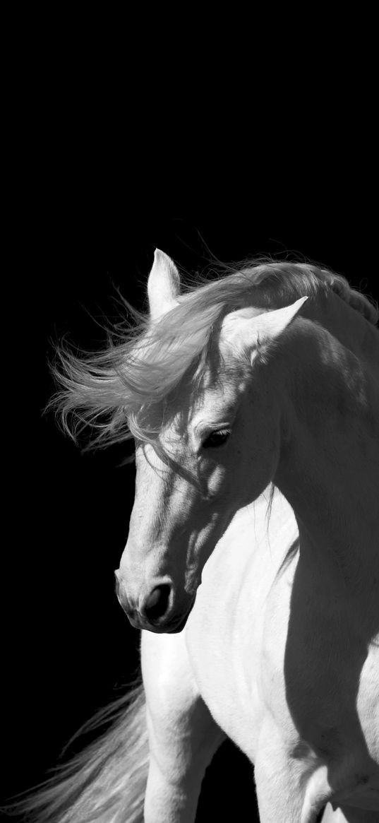 horse, white, black background, black and white, bw