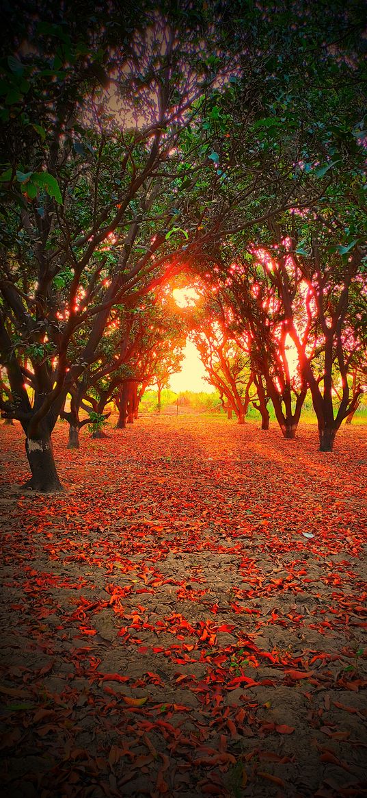 sunset, trees, alley, sun rays, leaves, nature