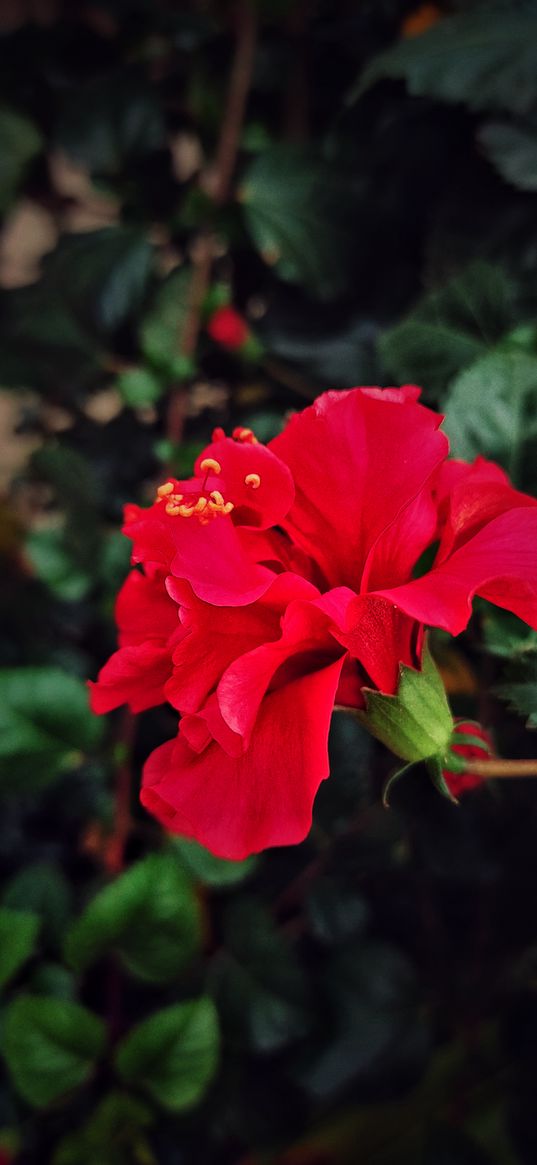 hibiscus, flowers, red, plants, nature