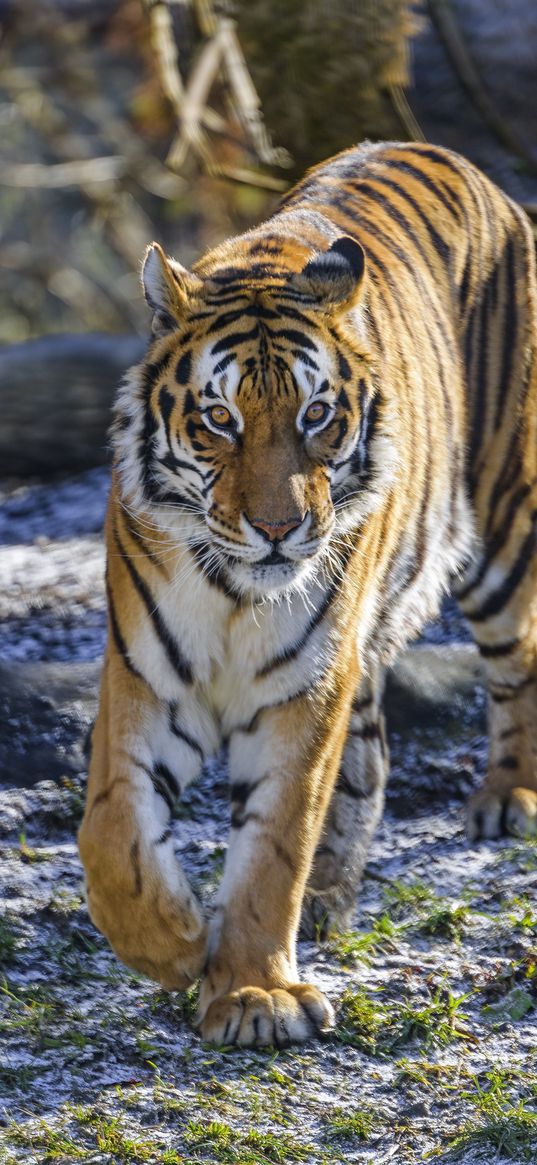 tiger, glance, predator, big cat, wild nature, animal