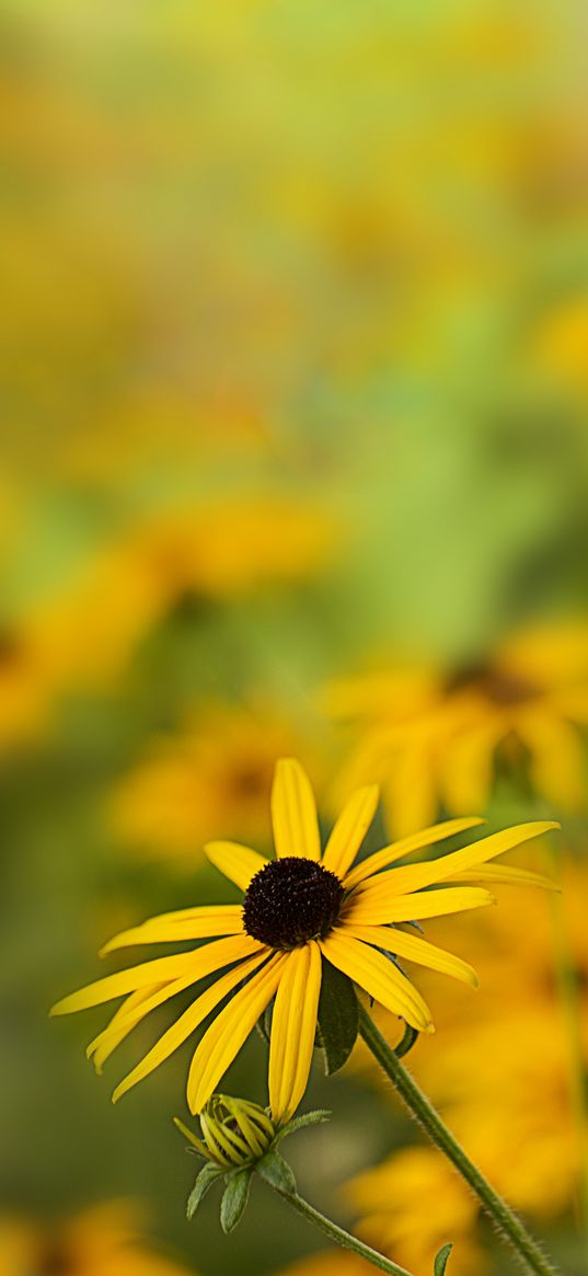 rudbeckia, flower, petals, blur, yellow