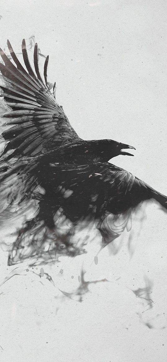 raven, black, smoke, birds, white background, black and white, bw