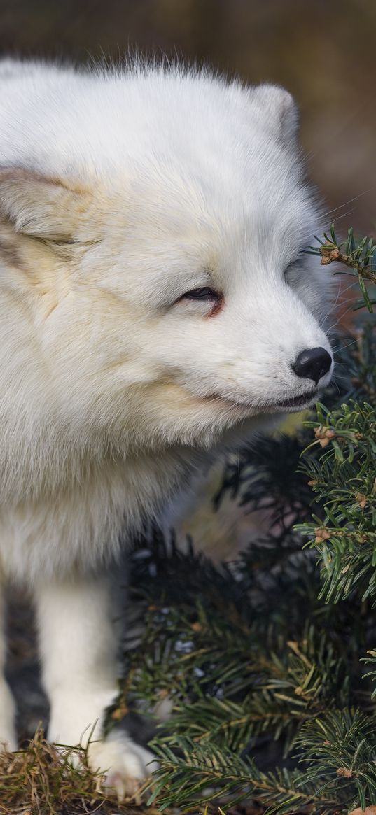 arctic fox, animal, spruce, wildlife, white