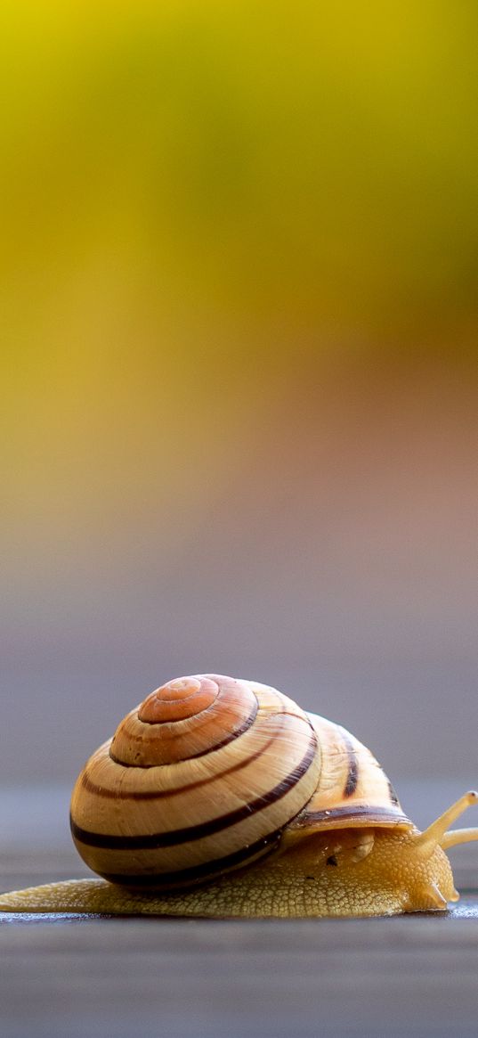 snail, shell, macro