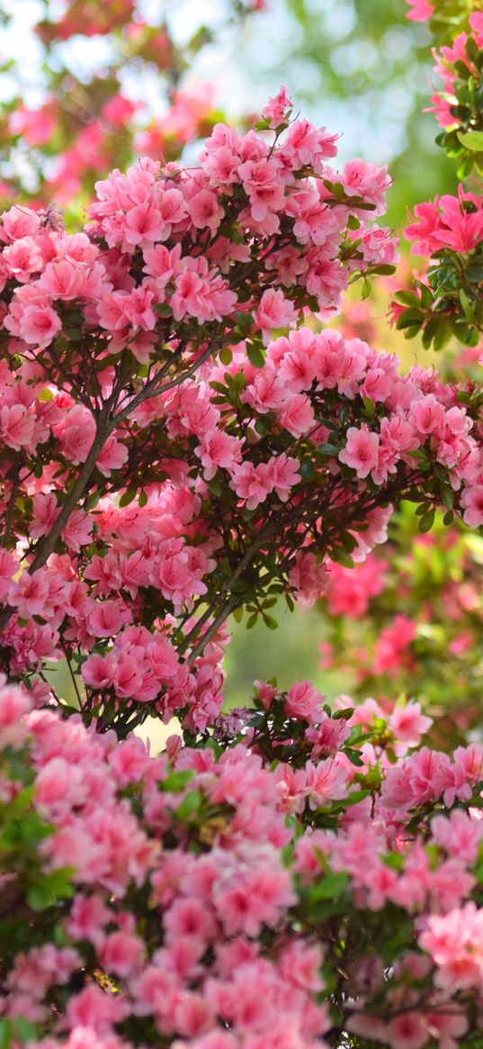 azalea, flowers, leaves, pink