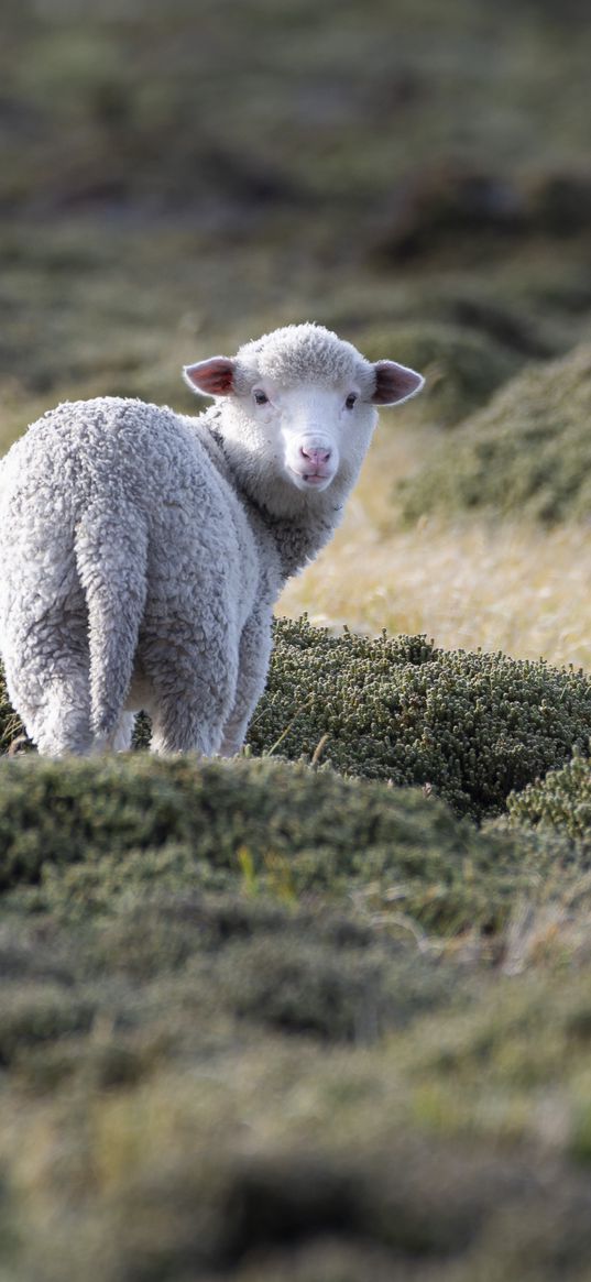 sheep, animal, grass