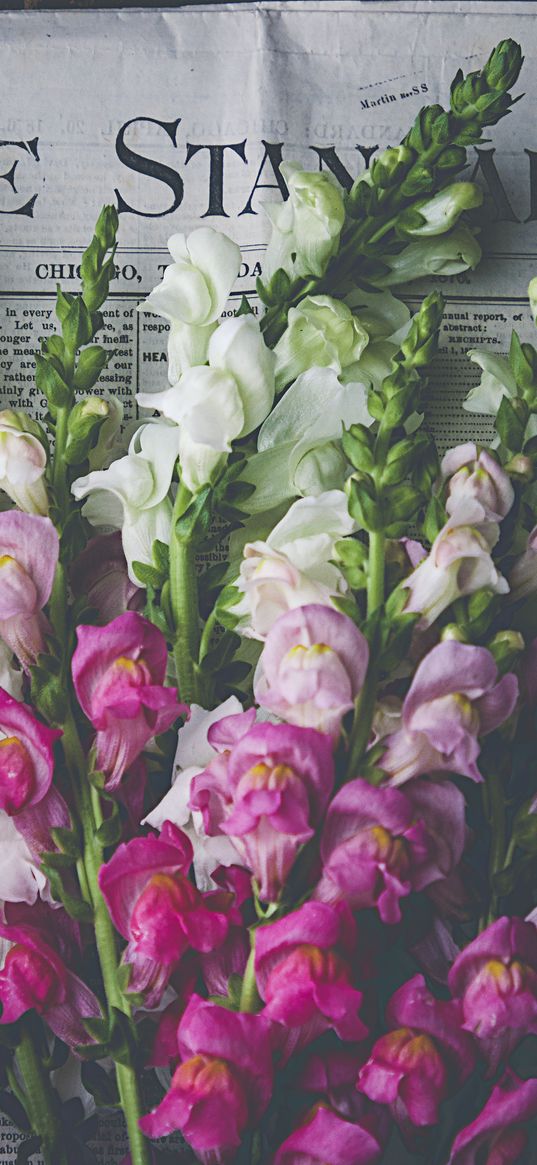 snapdragon, flowers, bouquet, newspaper