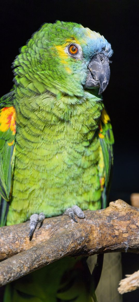 amazon, parrot, bird