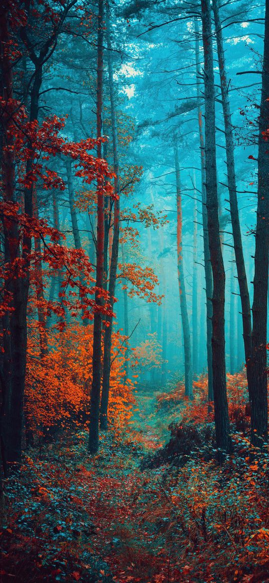 trees, nature, autumn, grove, forest