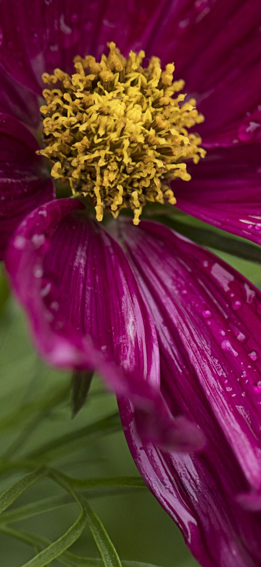 kosmeya, flowers, petals, drops, macro, purple