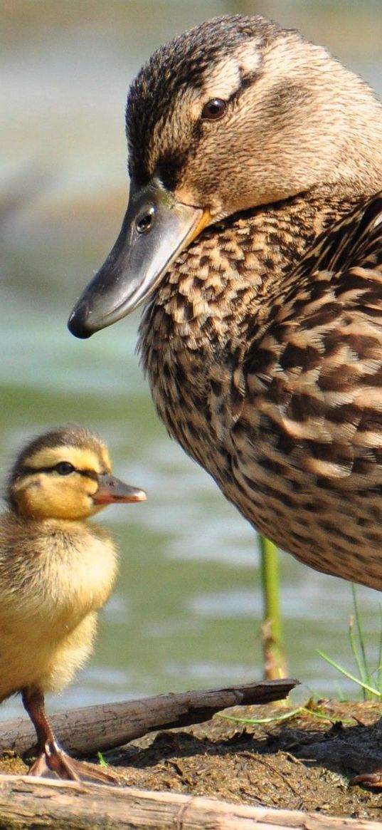 duck, wild duck, ducklings, walk, family