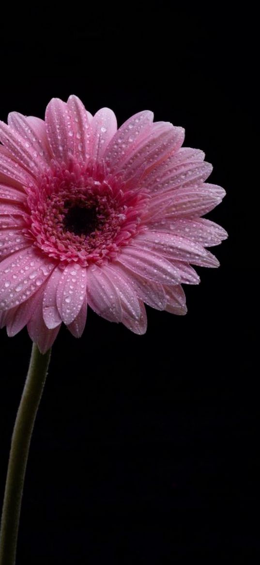 gerbera, flower, pink, black background