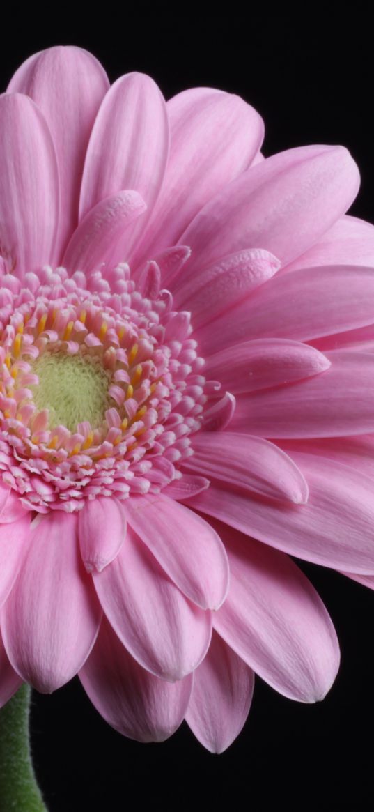 gerbera, petals, flower, pink, black background