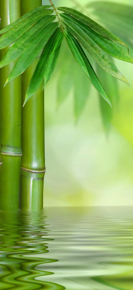 stones, flower, bamboo, water