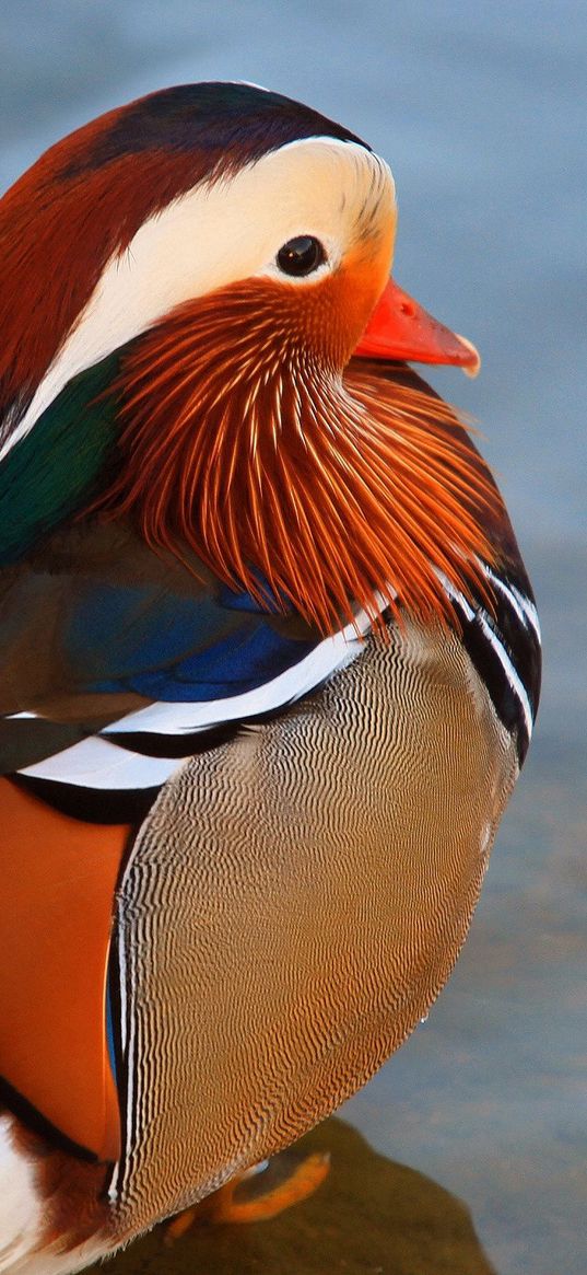 duck, mandarin duck, large, water