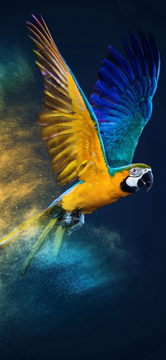 parrot, bird, wings, flight, stroke, paint