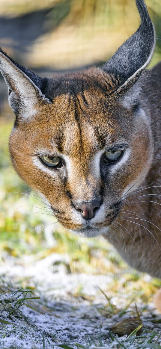 caracal, cat, wild, animal