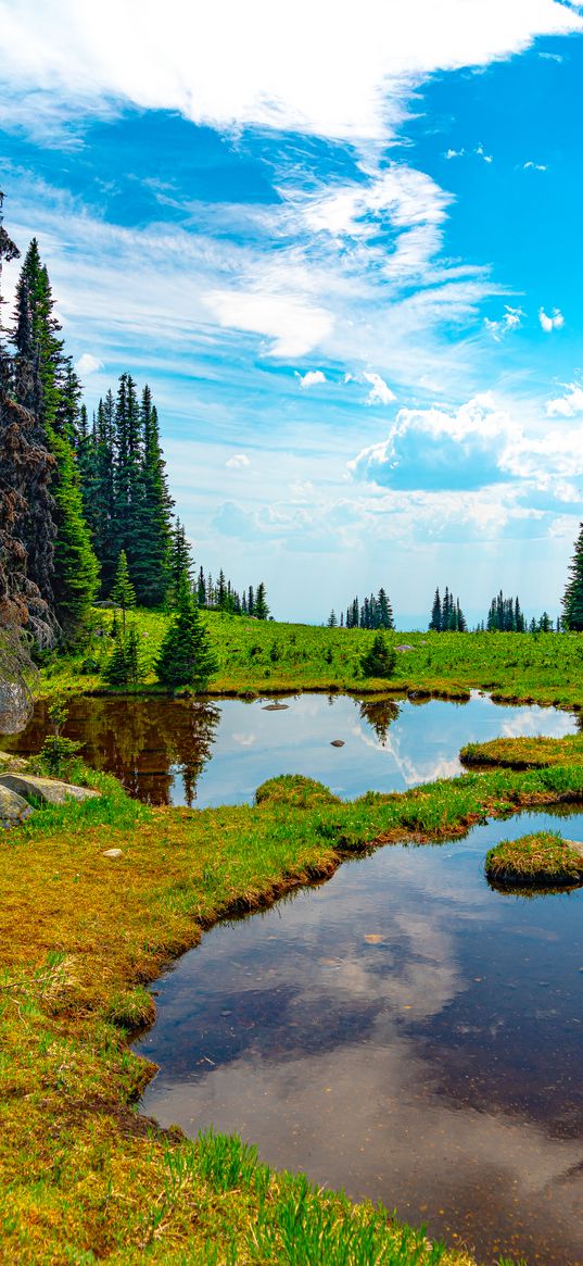 pond, water, grass, trees, nature