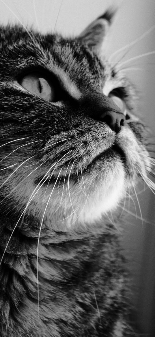 cat, face, curiosity, window, black white