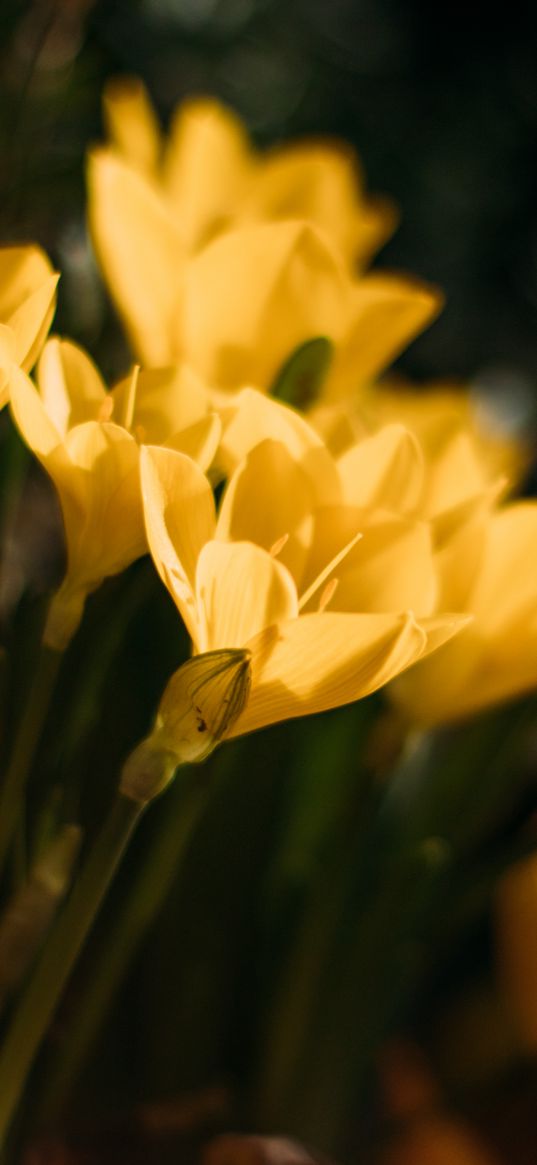 crocuses, flowers, petals, yellow