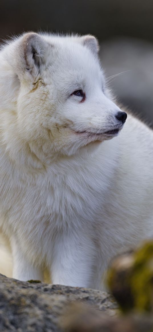 arctic fox, glance, animal, wildlife, white