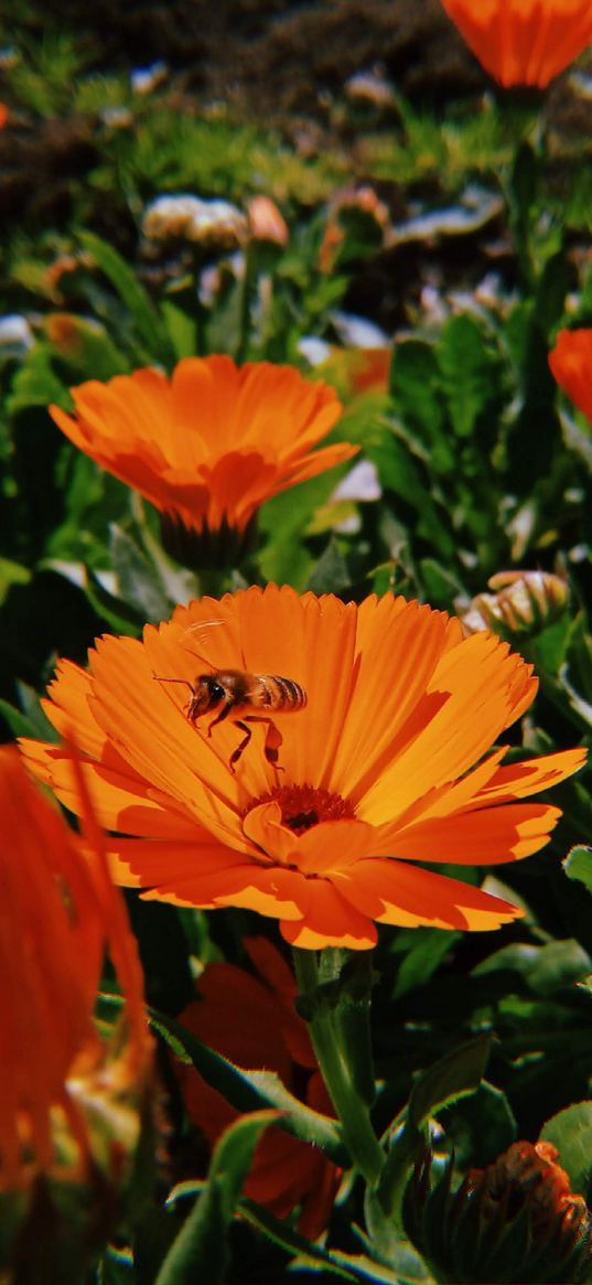 calendula, flowers, orange, bee, nature