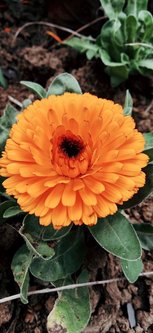 calendula, orange, flower