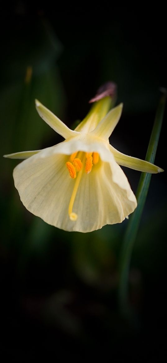daffodil, flower, white
