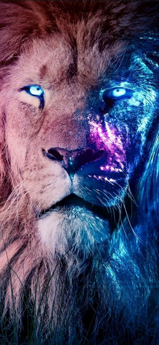 lion, feline, predator, king, neon