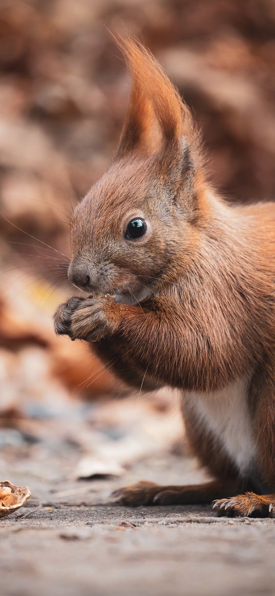 squirrel, nut, wildlife, animal